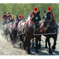 Horse Drawn Carriage Company logo, Horse Drawn Carriage Company contact details