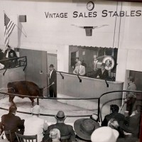 Vintage Sales Stables Inc logo, Vintage Sales Stables Inc contact details