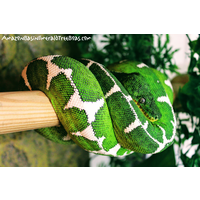 Amazon Basin Emerald Tree Boas logo, Amazon Basin Emerald Tree Boas contact details