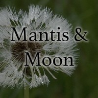 Mantis & Moon logo, Mantis & Moon contact details