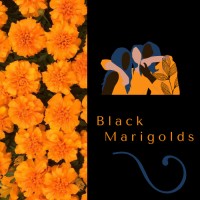 Black Marigolds, INC. logo, Black Marigolds, INC. contact details