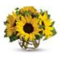 San Jose Florist logo, San Jose Florist contact details