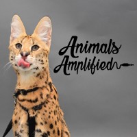 Animals Amplified logo, Animals Amplified contact details