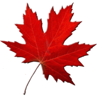 Maple Leaf Tourism Services logo, Maple Leaf Tourism Services contact details