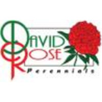 David Rose Perennials logo, David Rose Perennials contact details