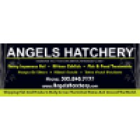 Angels Hatchery logo, Angels Hatchery contact details