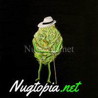 Nugtopia logo, Nugtopia contact details