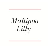 Maltipoo Lilly logo, Maltipoo Lilly contact details