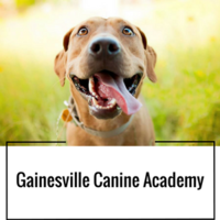 Gainesville Canine Academy logo, Gainesville Canine Academy contact details