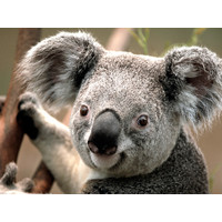 Koala bear logo, Koala bear contact details