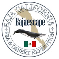 Bajaescape Travel logo, Bajaescape Travel contact details