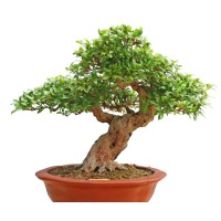 Bonsai trees are us logo, Bonsai trees are us contact details