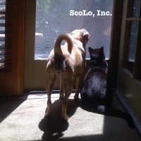 ScoLo, Inc. logo, ScoLo, Inc. contact details