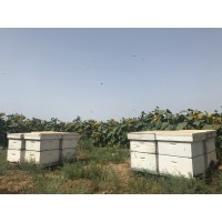 Boaz Kanot Bees & Honey logo, Boaz Kanot Bees & Honey contact details