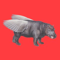 Flying Hippo Web Technologies logo, Flying Hippo Web Technologies contact details