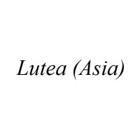 Lutea (Asia) logo, Lutea (Asia) contact details