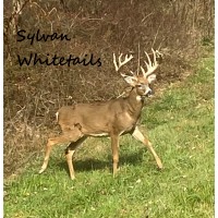 Sylvan Whitetails logo, Sylvan Whitetails contact details