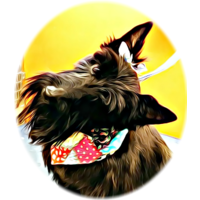 Home Groomed Pets logo, Home Groomed Pets contact details