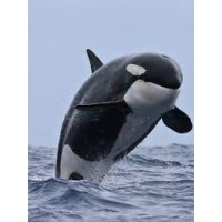 Killer Whale Holdings Llc logo, Killer Whale Holdings Llc contact details