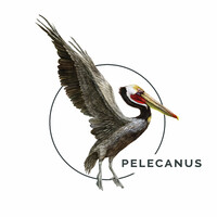 Pelecanus Inc logo, Pelecanus Inc contact details