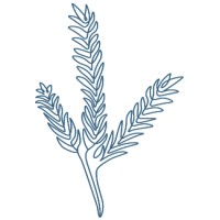 BlueSpruce logo, BlueSpruce contact details