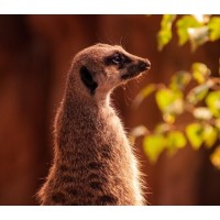 Meerkat SEO logo, Meerkat SEO contact details