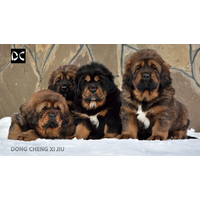 DONG CHENG XI JIU Tibetan mastiff Kennel logo, DONG CHENG XI JIU Tibetan mastiff Kennel contact details