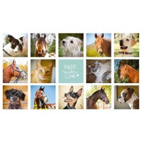 Susan Uston Pet Lifestyle Photography logo, Susan Uston Pet Lifestyle Photography contact details