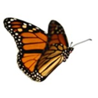 AbiliFly LLC logo, AbiliFly LLC contact details