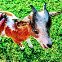 Goat Yoga Dallas logo, Goat Yoga Dallas contact details