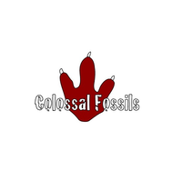 Colossal Fossils Inc. logo, Colossal Fossils Inc. contact details