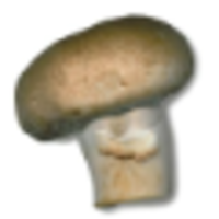 Mushroom TV logo, Mushroom TV contact details