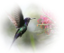 The Hummingbird Project logo, The Hummingbird Project contact details