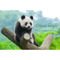 Dream Bright logo, Dream Bright contact details