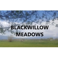 Blackwillow Meadows Real Estate LLC logo, Blackwillow Meadows Real Estate LLC contact details