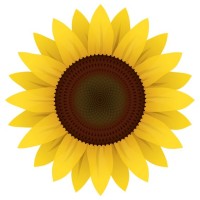 Ukrainian Sunflower Initiative logo, Ukrainian Sunflower Initiative contact details