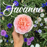 Savanne Flowers logo, Savanne Flowers contact details