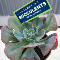 Highway 92 Succulents logo, Highway 92 Succulents contact details