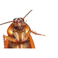 Tanler Termite And Pest Control logo, Tanler Termite And Pest Control contact details