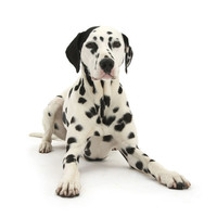 Opal-Onyx Dalmatians logo, Opal-Onyx Dalmatians contact details