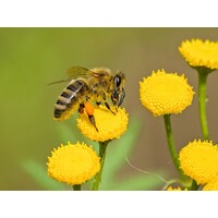 Southern Tasmanian Beekeepers Association (STBA) logo, Southern Tasmanian Beekeepers Association (STBA) contact details