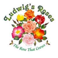 Ludwig's Roses logo, Ludwig's Roses contact details