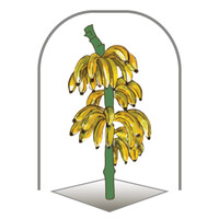 BanaNatural logo, BanaNatural contact details