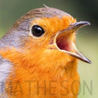 David Matheson Photography logo, David Matheson Photography contact details