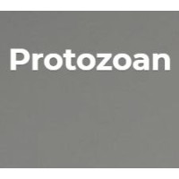 Protozoan logo, Protozoan contact details