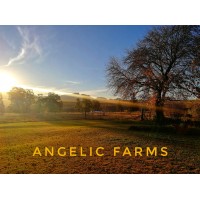 Angelic Farms logo, Angelic Farms contact details