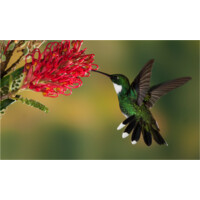 IT Hummingbird Ltd logo, IT Hummingbird Ltd contact details