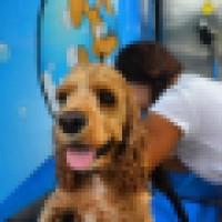 Dog Wash Singapore logo, Dog Wash Singapore contact details