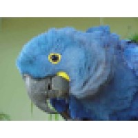 Macaw Rescue Inc. logo, Macaw Rescue Inc. contact details