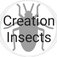 Creation Insects logo, Creation Insects contact details